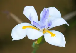 Fortnight Lily June 2017 07