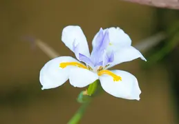 Fortnight Lily June 2017 08