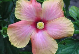Hibiscus 001