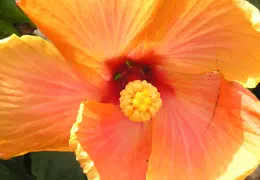 Hibiscus 002
