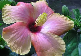 Hibiscus 003