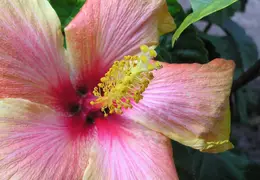 Hibiscus 004
