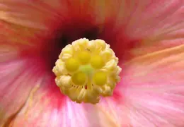 Hibiscus 005