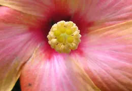 Hibiscus 006