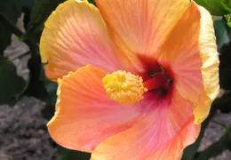 Hibiscus 007