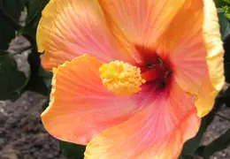Hibiscus 008