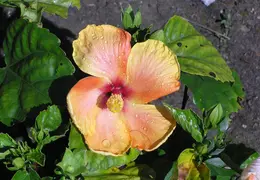 Hibiscus 009