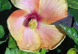 Hibiscus 010