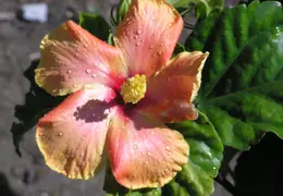 Hibiscus 011