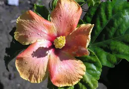 Hibiscus 012
