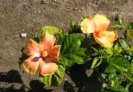 Hibiscus 013