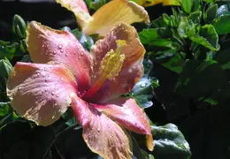 Hibiscus 015