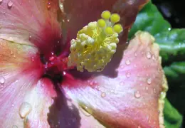 Hibiscus 017