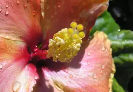 Hibiscus 018