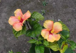 Hibiscus 020