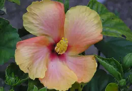 Hibiscus 021