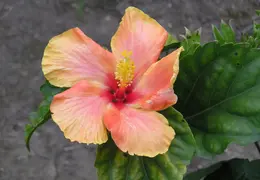 Hibiscus 022
