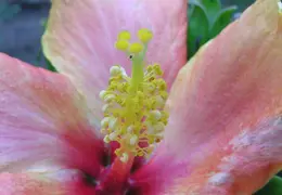 Hibiscus 023