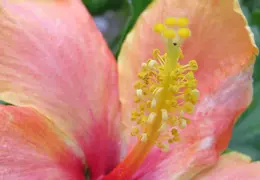 Hibiscus 024