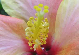 Hibiscus 025