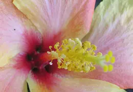 Hibiscus 026