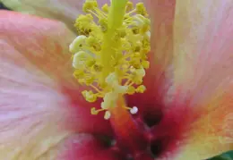 Hibiscus 027
