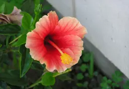 Hibiscus 028