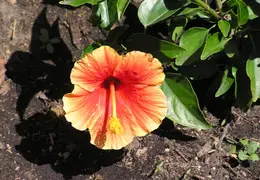 Hibiscus 029