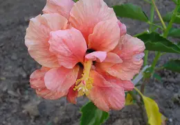 Hibiscus 030