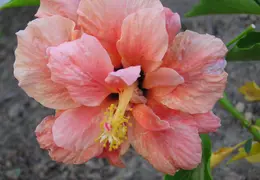 Hibiscus 031