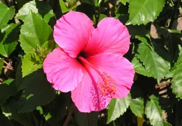Hibiscus 035