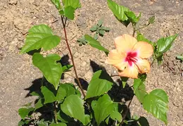 Hibiscus 036