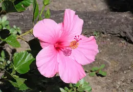 Hibiscus 038