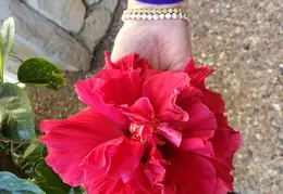 Hibiscus 20191030 095500