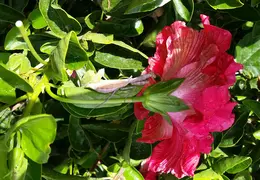 Hibiscus and Praying Mantis 20161015 05
