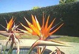 Bird Of Paradise