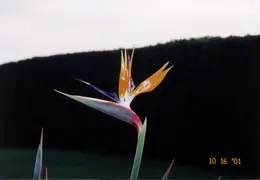 Bird Of Paradise 2001