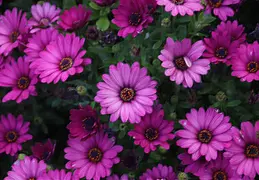 Gazania Backyard Flowers 01