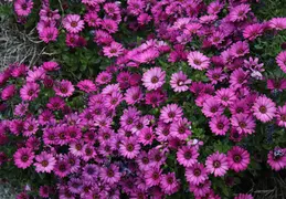 Gazania Backyard Flowers 02