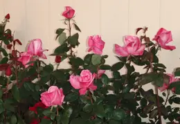 P4290358 First Prize Rose