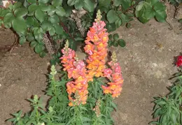 P4290360 snapdragons