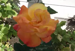 P4300365 Rio Samba Rose