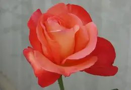 P5120402 Voo Doo Rose