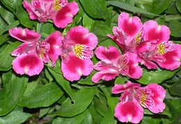 small alstroemeria P3262264