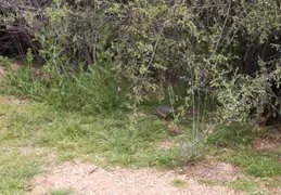 McDowell Mountain Regional Park Scenic Trail 20230320 006