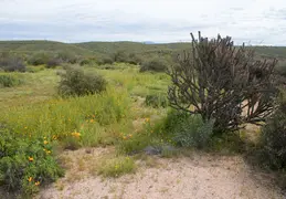 McDowell Mountain Regional Park Scenic Trail 20230320 009