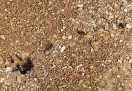 McDowell Mountain Regional Park Scenic Trail 20230320 012