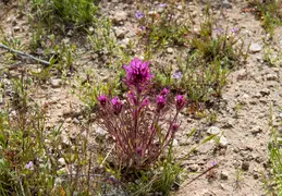 McDowell Mountain Regional Park Scenic Trail 20230320 014