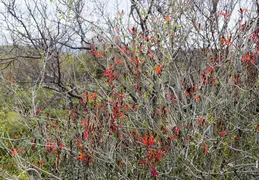 McDowell Mountain Regional Park Scenic Trail 20230320 018