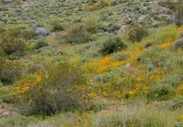 McDowell Mountain Regional Park Scenic Trail 20230320 028